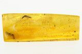 Detailed Fossil Tiphiid Wasp (Tiphiidae) In Baltic Amber - Rare #272697-1